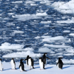 Antarctic_Ice_Plunge_Linked_to_Storms__Warming_Seas__Study_Finds
