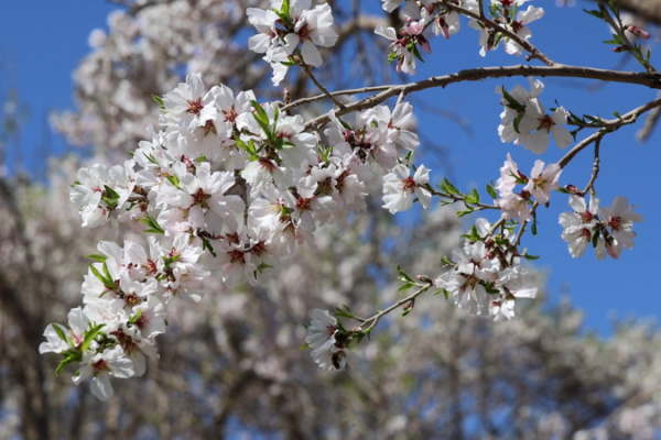 Apricot_Blossoms_Drive_Cultural_Tourism_Boom_in_Xinjiang_s_Shache_County video poster