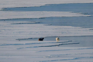 Arctic_Sea_Ice_Hits_Record_Low_in_2026_Winter