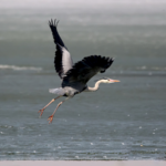 Asia_s_Endangered_Birds_Sound_SOS_Through_Innovative_Conservation_Campaign video poster