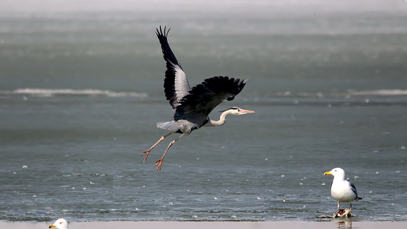 Asia_s_Endangered_Birds_Sound_SOS_Through_Innovative_Conservation_Campaign video poster