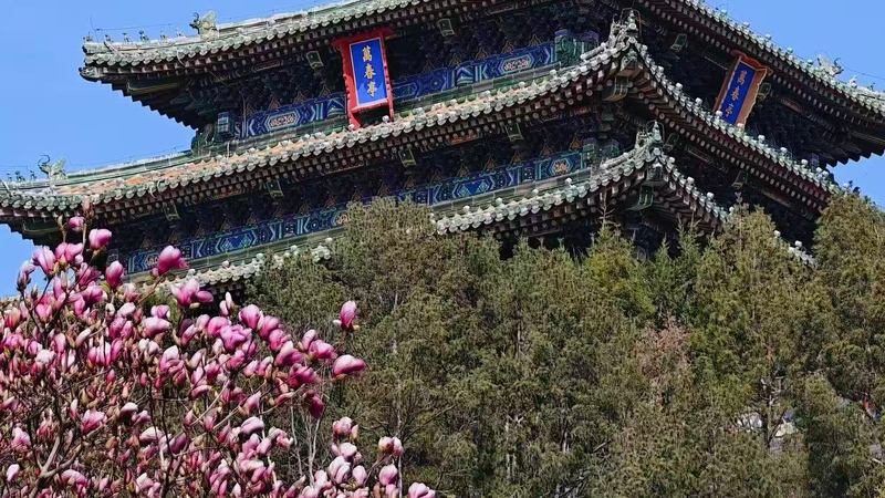 Beijing_Blossoms__Spring_Arrives_Early_in_2026 - Khabar Asia Beijing_Blossoms__Spring_Arrives_Early_in_2026