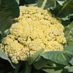 Beijing_s_AI_Powered_Farm_Cultivates_20_Varieties_on_13_Hectares - Khabar Asia Beijing_s_AI_Powered_Farm_Cultivates_20_Varieties_on_13_Hectares