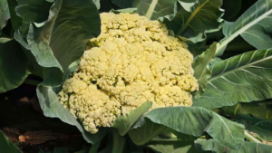 Beijing_s_AI_Powered_Farm_Cultivates_20_Varieties_on_13_Hectares