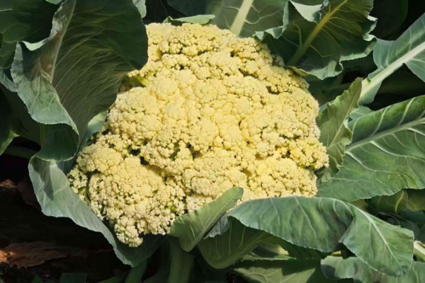 Beijing_s_AI_Powered_Farm_Cultivates_20_Varieties_on_13_Hectares