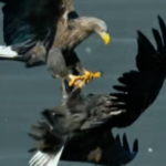 Beijing_s_Skies_Welcome_Rare_Eagles_as_Ecology_Rebounds video poster