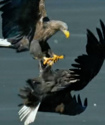 Beijing_s_Skies_Welcome_Rare_Eagles_as_Ecology_Rebounds video poster