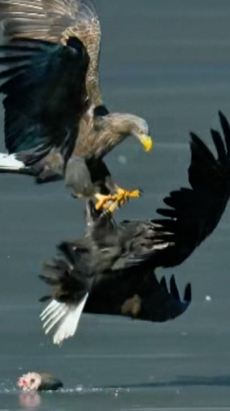 Beijing_s_Skies_Welcome_Rare_Eagles_as_Ecology_Rebounds video poster