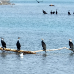 Bosten_Lake_Welcomes_Migratory_Birds_as_Xinjiang_s_Ecology_Thrives video poster