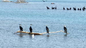 Bosten_Lake_Welcomes_Migratory_Birds_as_Xinjiang_s_Ecology_Thrives video poster