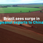 Brazil_s_Peanut_Exports_to_China_Surge_Amid_Trade_Shifts video poster