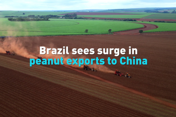Brazil_s_Peanut_Exports_to_China_Surge_Amid_Trade_Shifts video poster