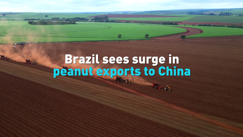 Brazil_s_Peanut_Exports_to_China_Surge_Amid_Trade_Shifts_poster - Khabar Asia Brazil_s_Peanut_Exports_to_China_Surge_Amid_Trade_Shifts video poster