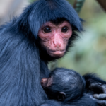 Chimelong_Safari_Park__Where_Cinema_Meets_Wildlife_in_Guangzhou