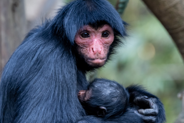 Chimelong_Safari_Park__Where_Cinema_Meets_Wildlife_in_Guangzhou