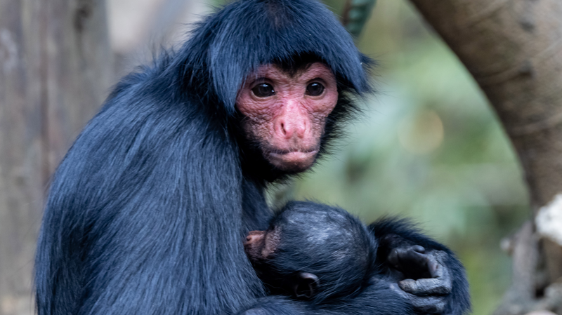 Chimelong_Safari_Park__Where_Cinema_Meets_Wildlife_in_Guangzhou