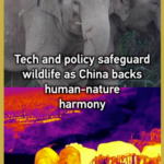 China_Advances_Wildlife_Protection_Through_Tech_and_Policy_Reforms_poster - Khabar Asia China_Advances_Wildlife_Protection_Through_Tech_and_Policy_Reforms video poster