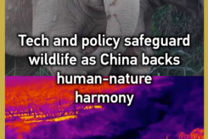 China_Advances_Wildlife_Protection_Through_Tech_and_Policy_Reforms video poster