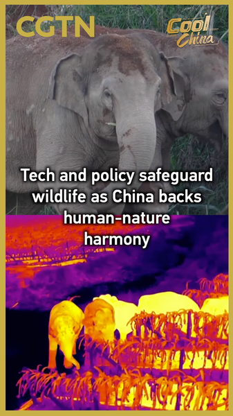 China_Advances_Wildlife_Protection_Through_Tech_and_Policy_Reforms video poster