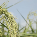 China_Myanmar_Agri_Ties_Boost_Rice_Yields_in_2026_poster - Khabar Asia China_Myanmar_Agri_Ties_Boost_Rice_Yields_in_2026 video poster