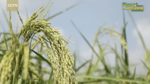 China_Myanmar_Agri_Ties_Boost_Rice_Yields_in_2026 video poster