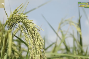 China_Myanmar_Agri_Ties_Boost_Rice_Yields_in_2026 video poster