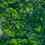 China_Pioneers_AI_Driven_Reforestation_for_Sustainable_Growth video poster