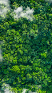 China_Pioneers_AI_Driven_Reforestation_for_Sustainable_Growth video poster