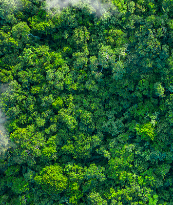 China_Pioneers_AI_Driven_Reforestation_for_Sustainable_Growth video poster