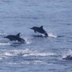 China_Pledges_Leadership_in_Global_Marine_Governance_Efforts