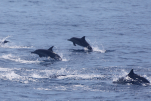 China_Pledges_Leadership_in_Global_Marine_Governance_Efforts