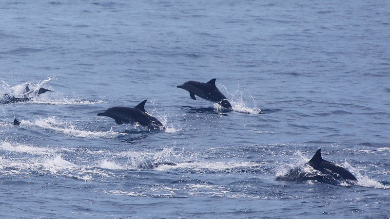 China_Pledges_Leadership_in_Global_Marine_Governance_Efforts