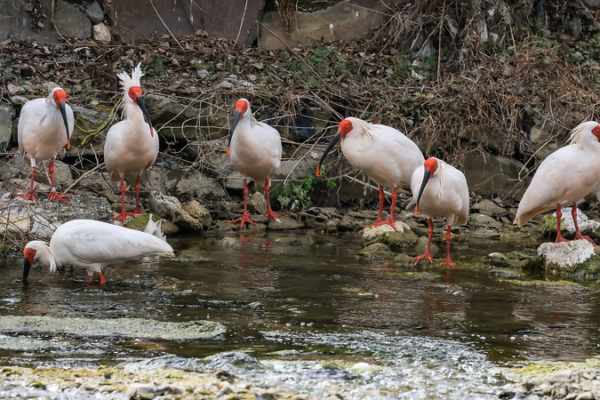China_Protects_80__of_Key_Wildlife_Species_Amid_Habitat_Revival