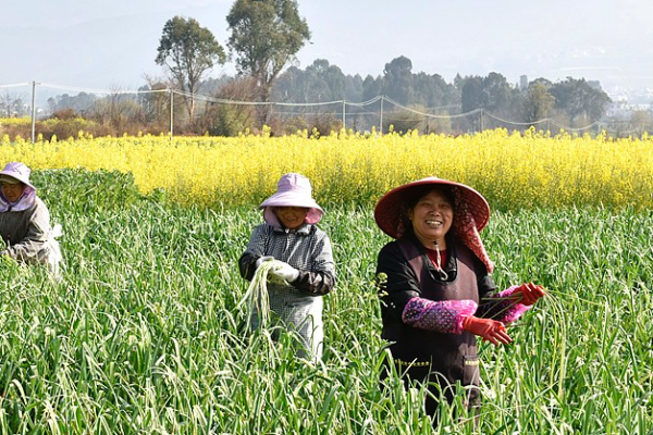 China_Sets_725_Million_Tonne_Grain_Target_by_2030_to_Strengthen_Food_Security