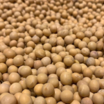 China_US_Soybean_Partnership_Drives_Sustainable_Agriculture_Innovation