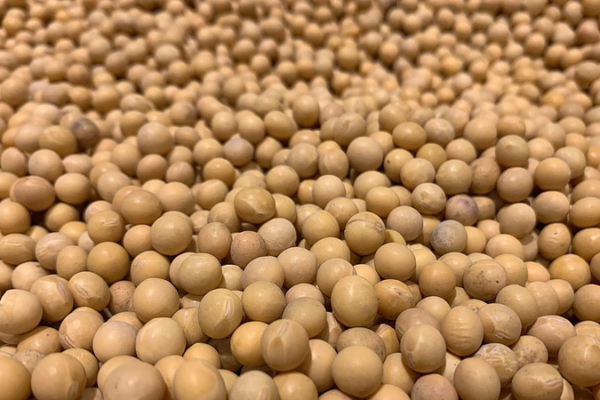 China_US_Soybean_Partnership_Drives_Sustainable_Agriculture_Innovation