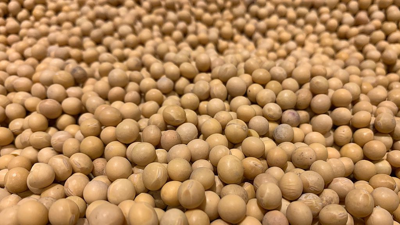 China_US_Soybean_Partnership_Drives_Sustainable_Agriculture_Innovation
