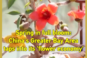 China_s_Greater_Bay_Area_Blossoms_with__Flower_Economy__This_Spring video poster