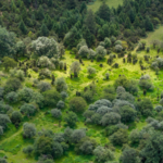 China_s_Green_Economy_Thrives_as_Forests_Drive_Sustainable_Growth_in_2026