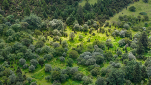 China_s_Green_Economy_Thrives_as_Forests_Drive_Sustainable_Growth_in_2026