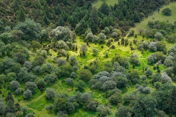 China_s_Green_Economy_Thrives_as_Forests_Drive_Sustainable_Growth_in_2026