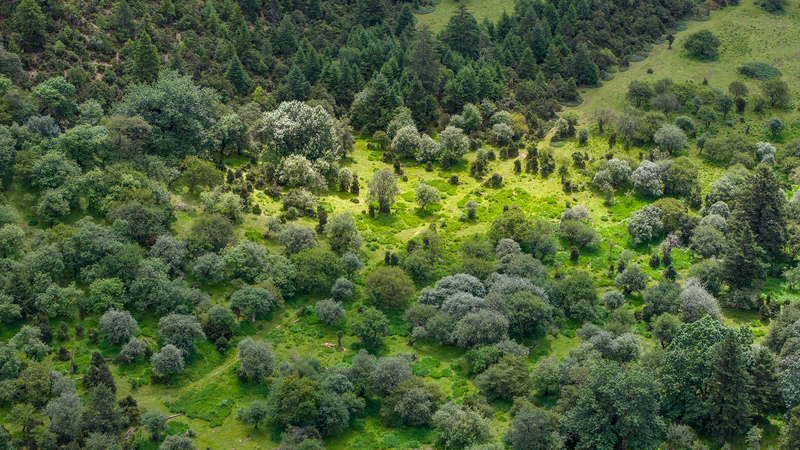 China_s_Green_Economy_Thrives_as_Forests_Drive_Sustainable_Growth_in_2026 - Khabar Asia China_s_Green_Economy_Thrives_as_Forests_Drive_Sustainable_Growth_in_2026