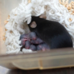 China_s_Space_Mice_Yield_Breakthrough_in_Mammalian_Reproduction_Research