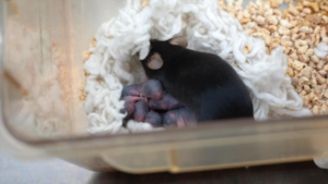 China_s_Space_Mice_Yield_Breakthrough_in_Mammalian_Reproduction_Research
