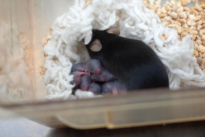 China_s_Space_Mice_Yield_Breakthrough_in_Mammalian_Reproduction_Research