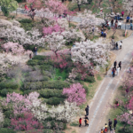 China_s__Flower_Viewing___Tourism_Blossoms__Fuels_Rural_Economy