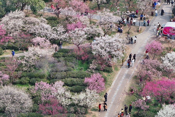 China_s__Flower_Viewing___Tourism_Blossoms__Fuels_Rural_Economy