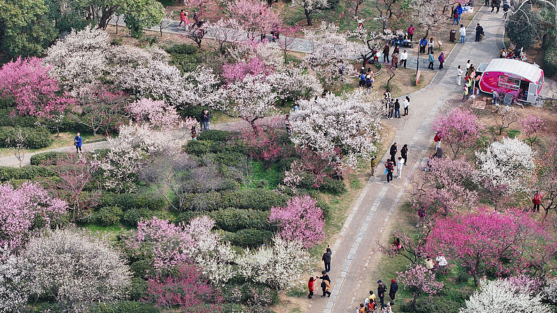 China_s__Flower_Viewing___Tourism_Blossoms__Fuels_Rural_Economy