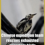 Chinese_Expedition_Rescues_Migratory_Birds_in_Indian_Ocean_Mission video poster