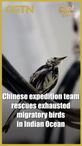Chinese_Expedition_Rescues_Migratory_Birds_in_Indian_Ocean_Mission video poster